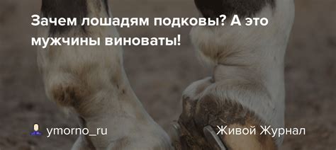 Зачем лошадям подковы? А это мужчины виноваты!: picturehistory ...