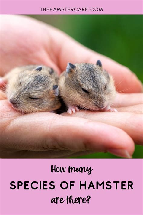 Species of Hamsters: What are the types of hamster | Hamster, Hamster ...