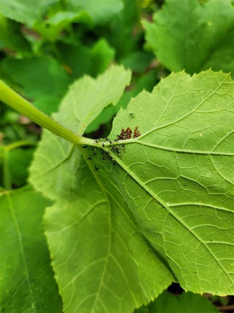 Growing Summer Squash - Simply Scratch Made