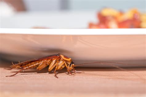 Regular Pest Control Maintenance for your Business • Flick Pest Control