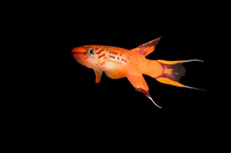The Complete Guide to Killifish (Species, Care, Diet, & Breeding)