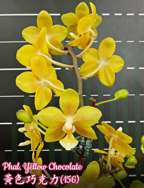 Phal. Yellow Chocolate уцінка (Орхідея, Підлітки фаленопсисів ...