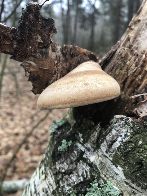Трутовик берёзовый (Fomitopsis betulina) фото и описание