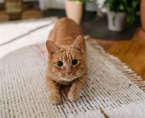 how to stop cat urinating on carpet 7