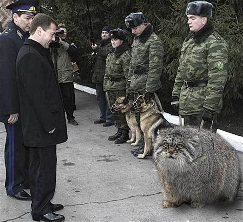 Pin on Pallas cats