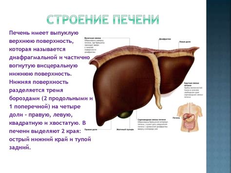 Анатомия и физиология больших пищеварительных желез - презентация онлайн