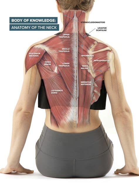 muscles of the neck Anatomy lesson: neck musculature