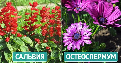 Цветы-однолетники, которые будут радовать до поздней осени