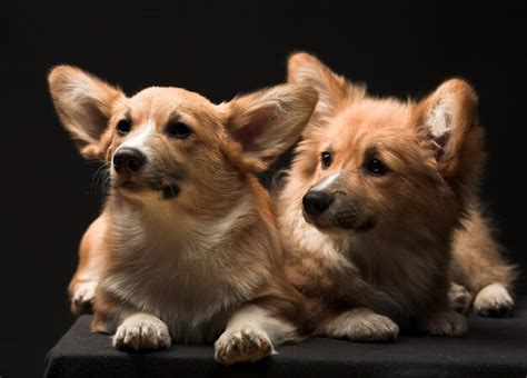 Premium Photo | Two puppies.