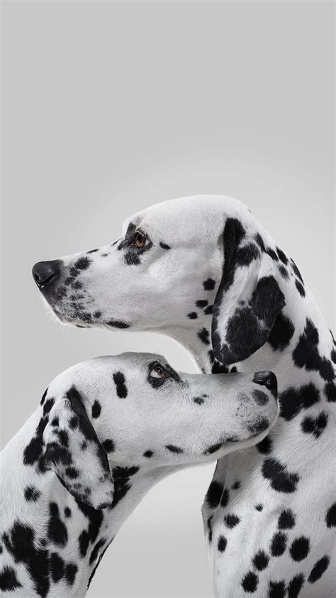 Dalmatian Wallpapers - Wallpaper Cave