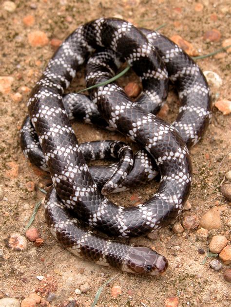 An Extremely Rare New Species Of Snake Has Been Discovered In Australia