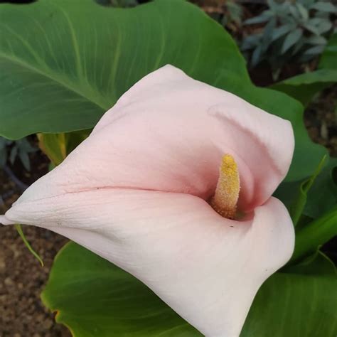 Zantedeschia aethiopica " flamingo" - Viveros el Jardín