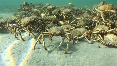 Watch thousands of giant spider crabs colonize the seafloor near Melbourne