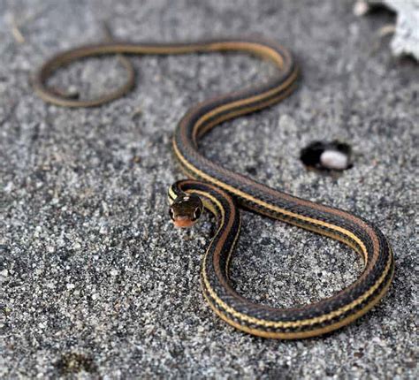 Are Garter Snakes Poisonous? - Wildlife Informer