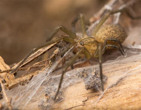 hobo spider | spiderbytes
