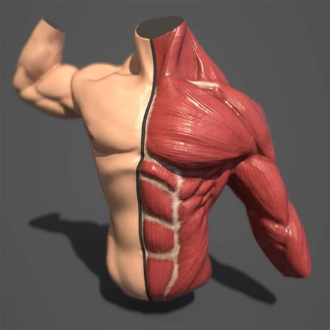 ArtStation - Male Torso Anatomy