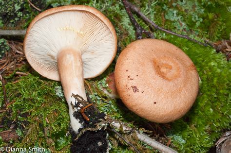 Lactarius vinaceorufescens | www.FUNGIKINGDOM.net, www.FUNGIKINGDOM.org ...
