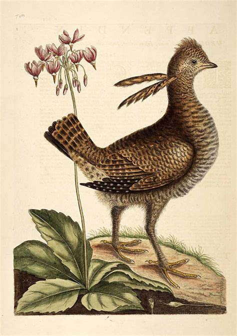 Poetic Botany | Dodecatheon meadia