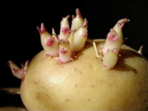 Morfologia Vegetal Externa