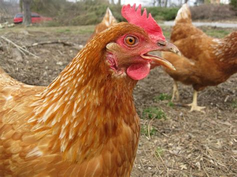 barred rock | Down The Road I Go