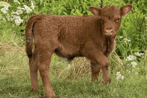5 Reasons: Irish Dexter Cattle For Our Regenerative Farm