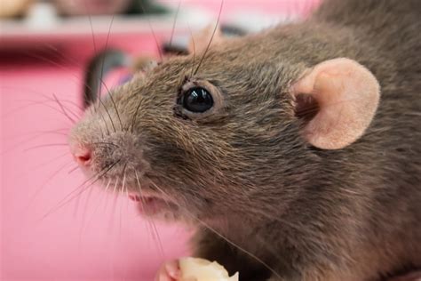 Cute Pet Rats Grooming