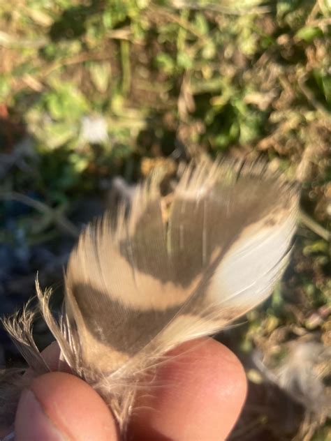 Federleicht Modell Aus Vogelfedern 2