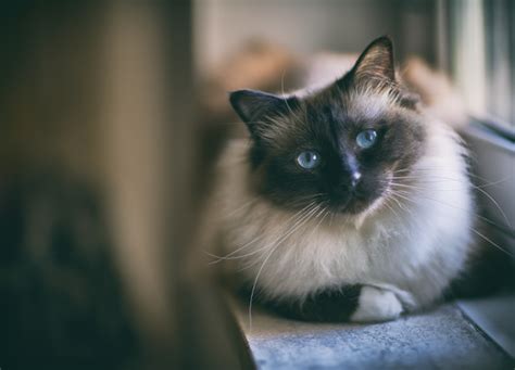 11 Best Cats Breeds for Apartments – PureWow