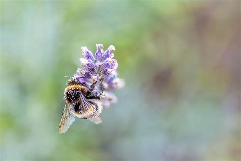 Free picture: bee, macro, detail, insect, flower, summer, bee, nature