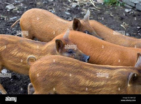 Group of ginger coloured kune kune and wild boar cross piglets Stock ...