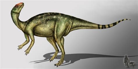 Anabisetia Pictures & Facts - The Dinosaur Database
