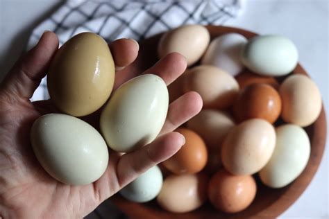 Beginners Guide to Chicken Egg Colors