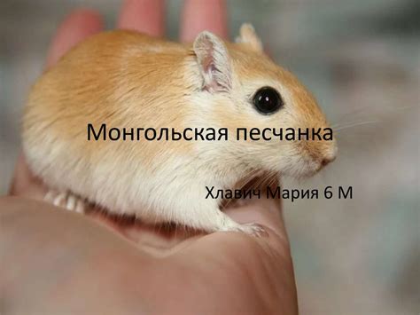 Монгольская песчанка - презентация онлайн