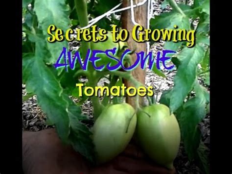 Secrets to Growing AWESOME Tomatoes - YouTube
