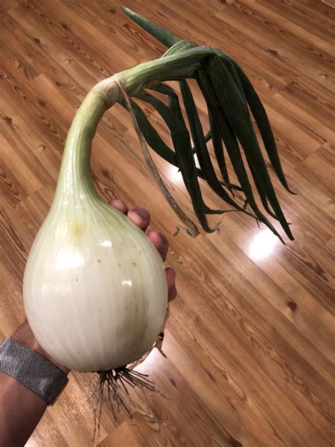 A little onion from my garden! 🔥 : r/gardening