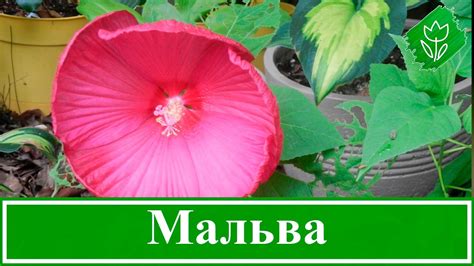 Мальви: посадка й догляд у відкритому ґрунті, властивості