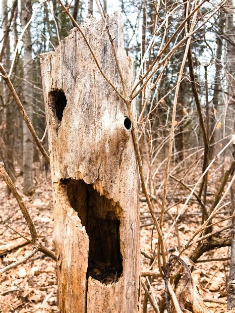 Dead Tree Photos, Download The BEST Free Dead Tree Stock Photos & HD Images