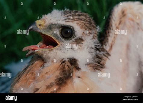 Common Buzzard / European Buzzard / Maeusebussard Stock Photo - Alamy