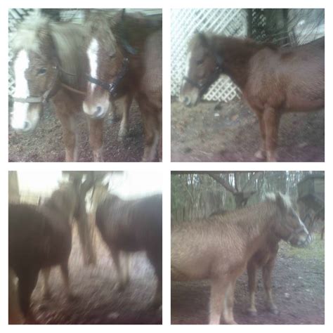 Best of Craigslist: 2 Half-lingers for sale | HORSE NATION