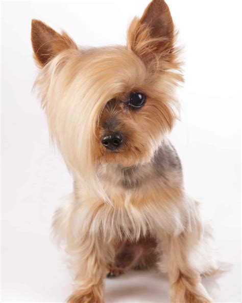 short yorkie cut 8