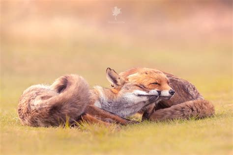 Fox Love by thrumyeye on DeviantArt