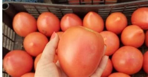 Домат Сандеро Ф1 - Agrompro.com