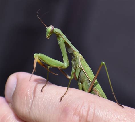 praying-mantis – Picture Walks