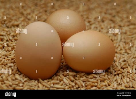 love eggs stock photo alamy