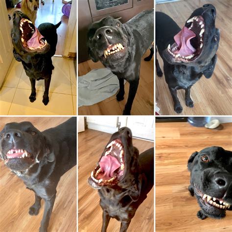 Aksel air snaps/sneezes when he’s really excited. Hilarious for us since we know what he’s like