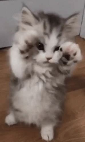 Gifs De Gatinho