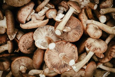Morel of the Story: Eat More Mushrooms - Veritable Vegetable