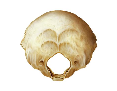 Occipital Bone #1 by Science Photo Library