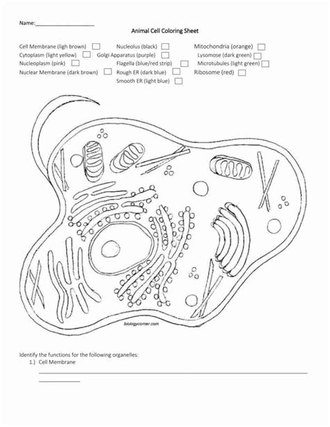 animal cell coloring page  getcoloringscom  printable
