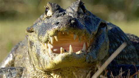 Yacare Caiman - Graham Boulnois